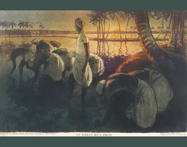 Poster depicting an Indian rice field