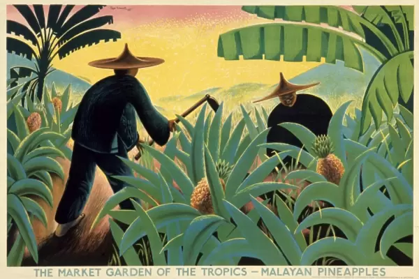 Poster depicting Malayan pineapples
