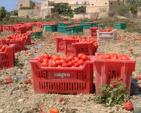 Tomato harvest, Malta