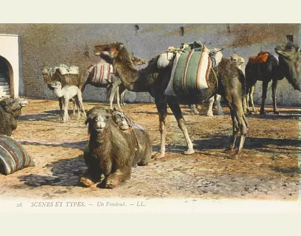 Camels at a Fondouk