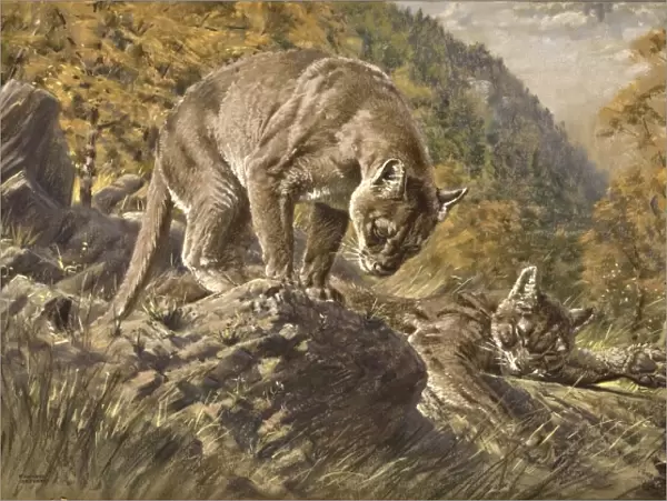 Two Pumas in a valley
