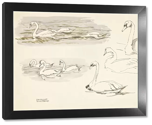 Swan studies