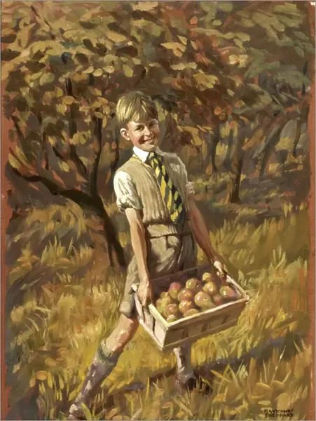 Boy collecting apples