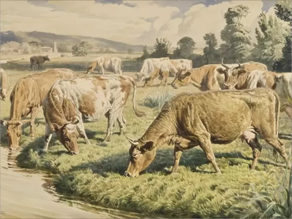 Cows grazing near a stream