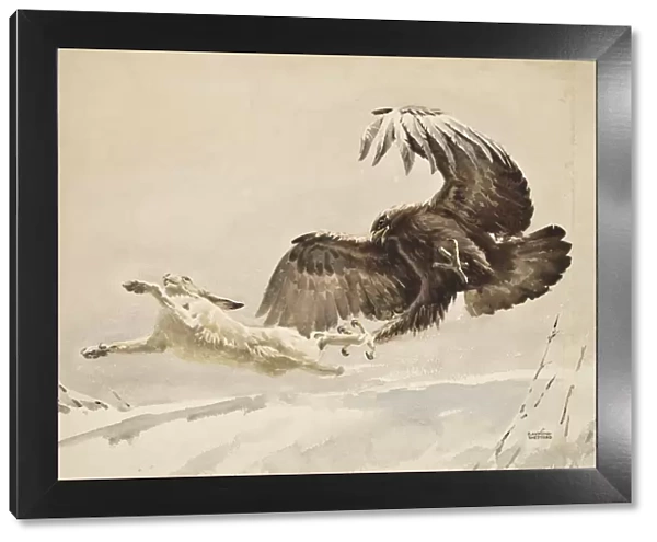 Eagle chasing an Arctic Hare