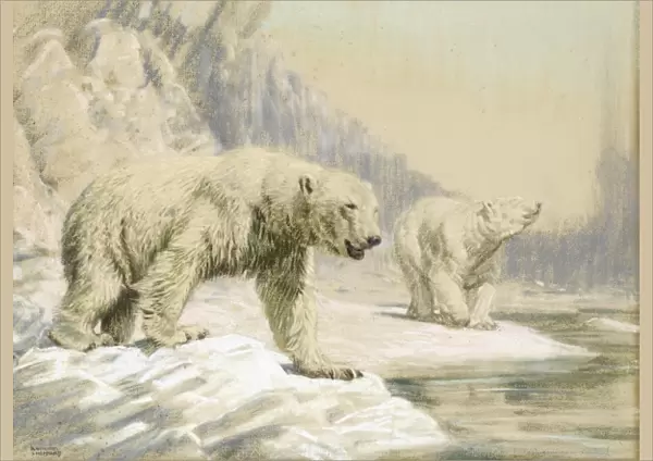 Two Polar bears