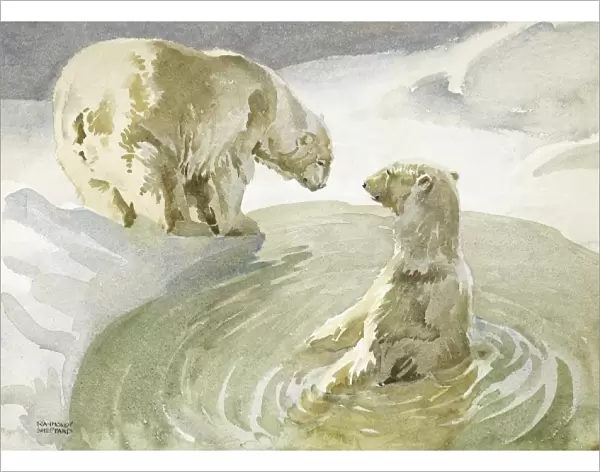 Polar Bears by (and in) an Arctic pool