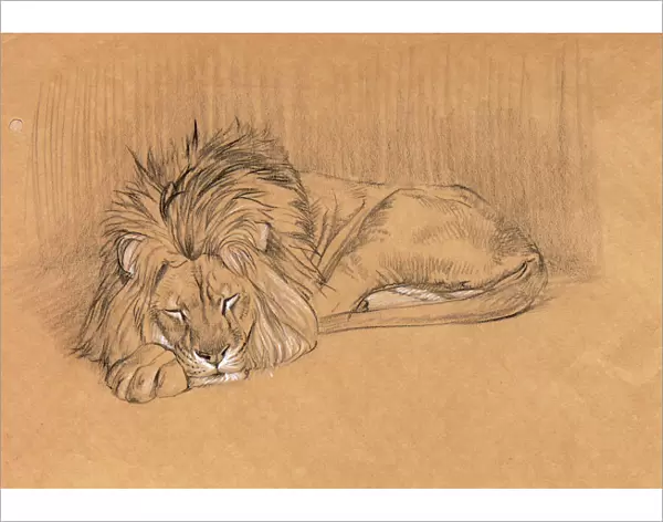 Large male lion sleeping