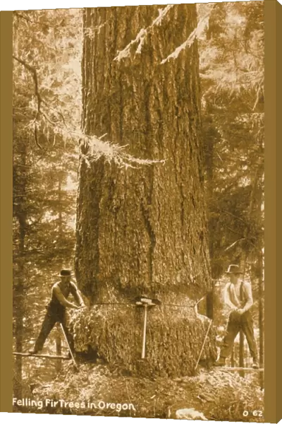 Felling a giant fir tree in Oregon, USA