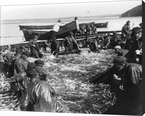 Sorting the herring catch at St Ives, Cornwall