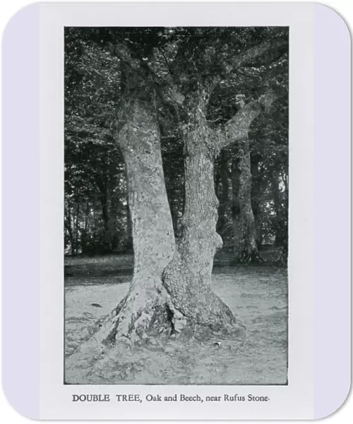 Double Tree (Oak and Beech) near the Rufus Stone