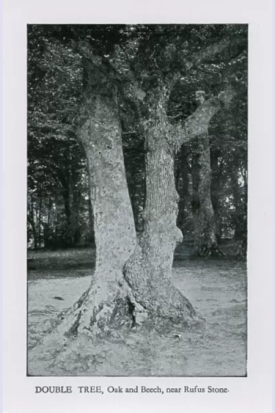 Double Tree (Oak and Beech) near the Rufus Stone