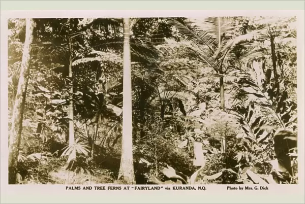 Palms and Tree Ferns - Kuranda, North Queensland