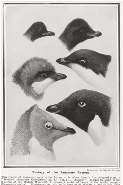 Zoology of the Antarctic Regions drawn by Dr. Wilson