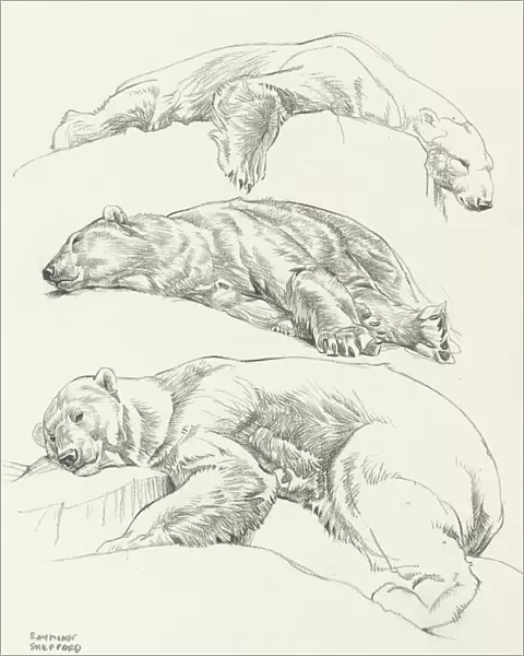 Studies of Polar Bears