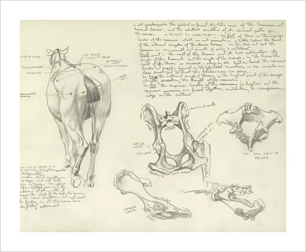 Studies of a horse