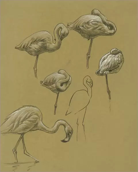 Studies of Flamingoes