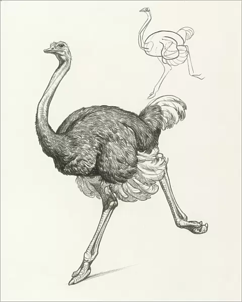 Ostrich. Study of an ostrich - its movement and basic form