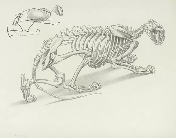 Skeleton of Crouching Lion