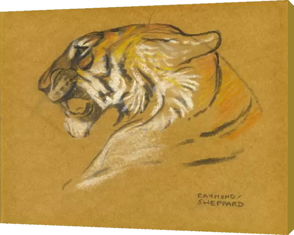 Head of a tiger