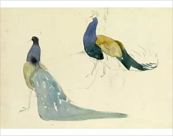 Studies of peacocks