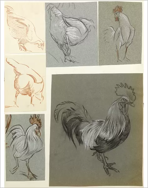 Hens and cockerels