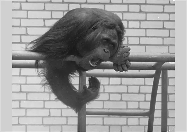 An orang utan sitting on his perch