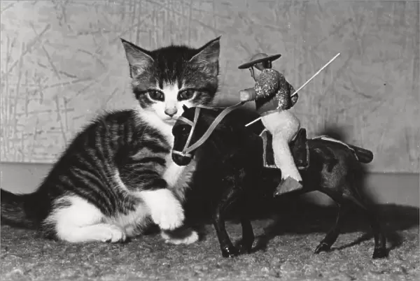 Kitten with model of horse and rider