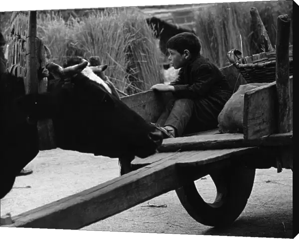 Boy on a farm, sitting in the back of a cart