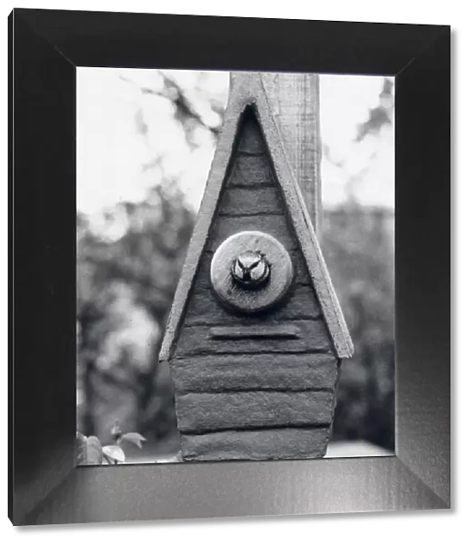 Bird looking out of a nesting box