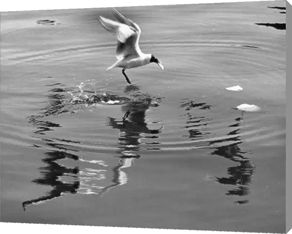 Seagull landing on water