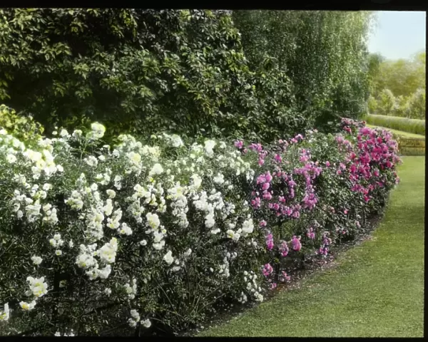Hedge of roses