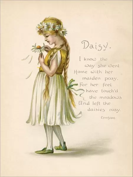 Daisy  /  Language of Flowers