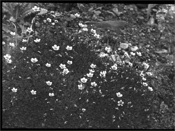 Saxifraga Rosacea (Irish Saxifrage)