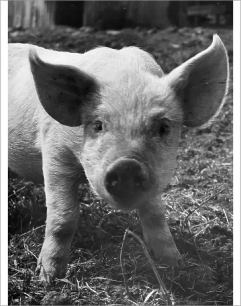 A piglet gazes into the camera
