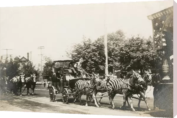 Circus zebras pulling a wagon in a street in America