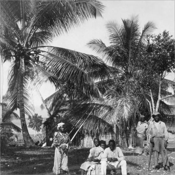 Workers in a palm grove, Jamaica