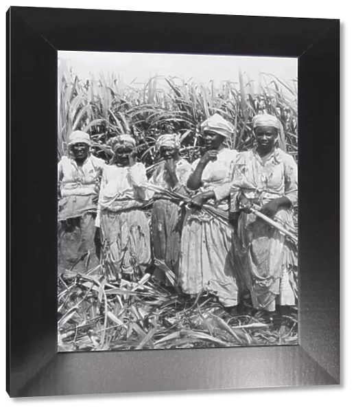 Cutting sugar cane, Montego, Jamaica