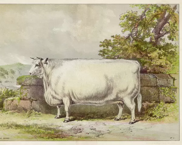 White shorthorn heifer exhibited at Smithfield