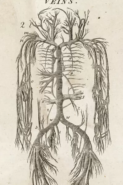 Human body, system of veins