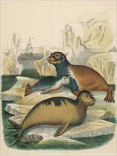 Arctocephalus Lobatus -- Seals