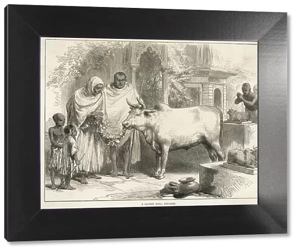Sacred bull in Benares, India