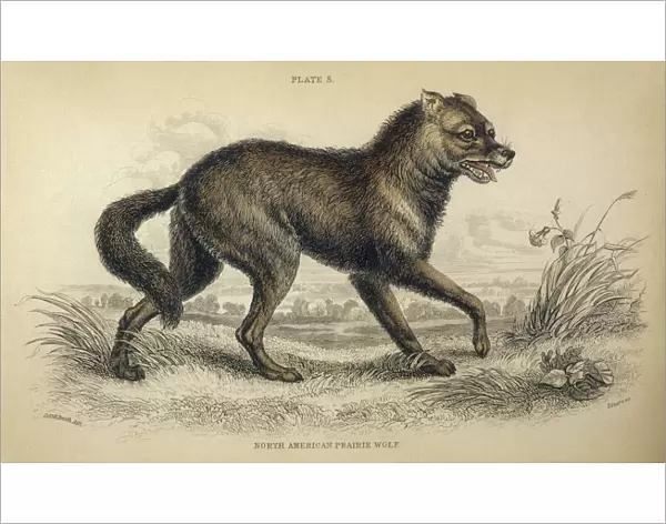 Coyote, American jackal or prairie wolf (Canis latrans)