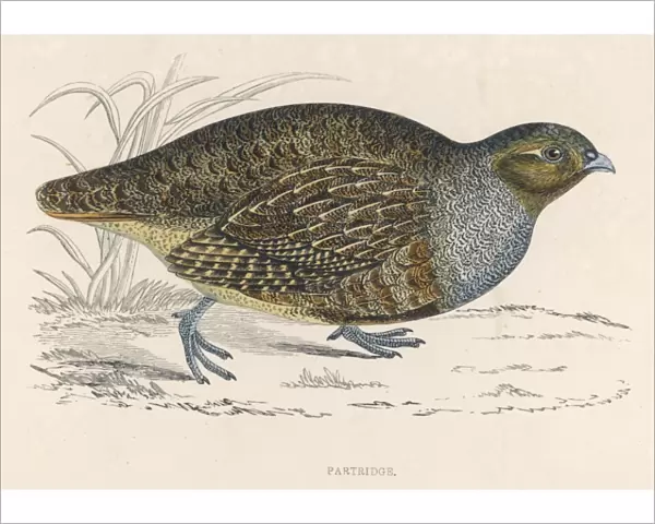Partridges (Morris)