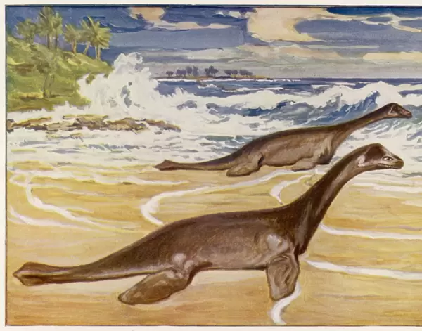 Extinct  /  Plesiosaurs