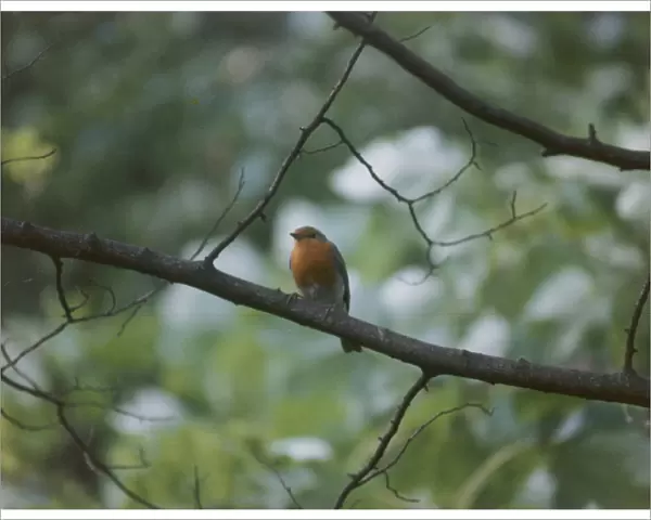 Birds  /  Robin