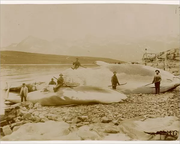 Whaling  /  Landed Whales