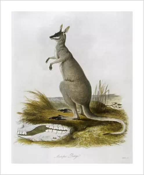 Kangaroo  /  Parryi 1835