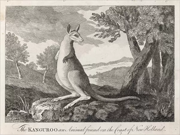Kangaroo  /  Cook C1770