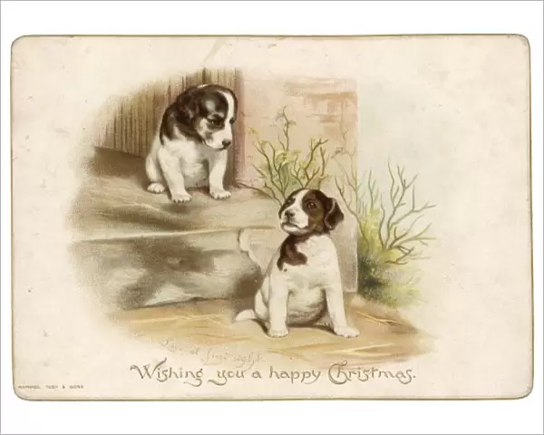 Card; Dogs